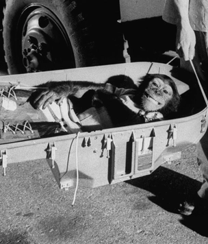 Удивительная фотоистория Хэма — первого шимпанзе в космосе