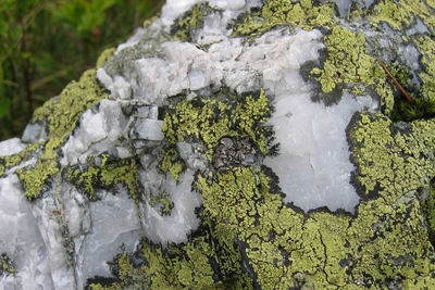 Лишайники и Марс: лекция о космическом выживании