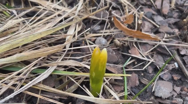 Источник: Ботанический сад Петра Великого. Санкт-Петербург