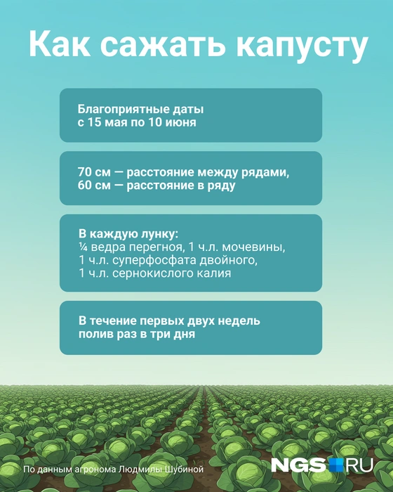 Важно соблюдать расстояние как в ряду, так и между ними | Источник: Юрий Орлов / Городские медиа