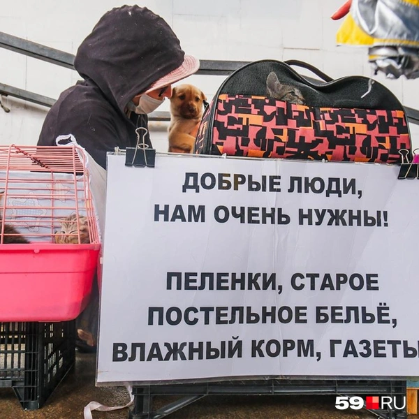 Источник: Тимофей Калмаков / 59.RU 
