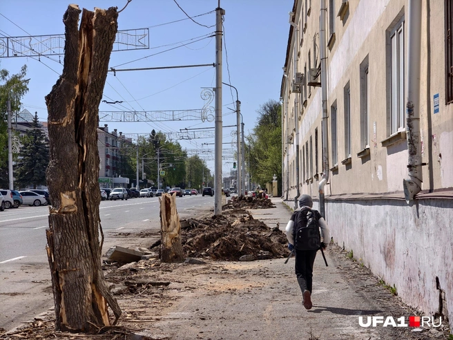 Уцелевшие деревья по улице Ленина | Источник: Булат Салихов / UFA1.RU