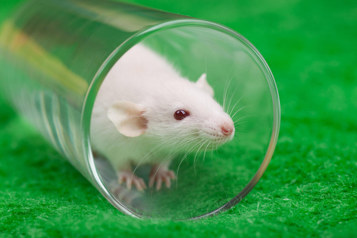 Крыс попытались «заразить» болезнью Альцгеймера. Эксперимент удался. И вот в чем его смысл