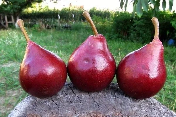 Есть даже красные груши | Источник: соцсети Николая Литвинова
