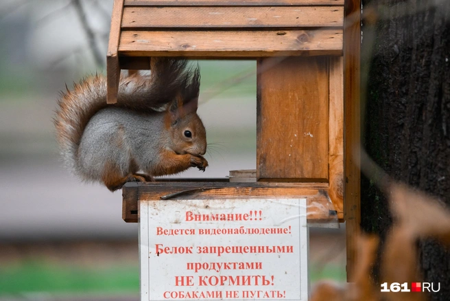 Источник: Евгений Вдовин / 161.RU