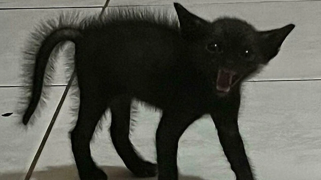 Смешные фото, доказывающие, что коты прилетели из космоса