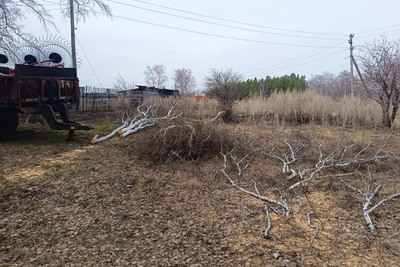 В Троицком районе задержали жителя за вырубку берез