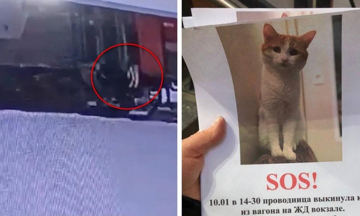 На проводницу, выбросившую кота Твикса из поезда, завели уголовное дело