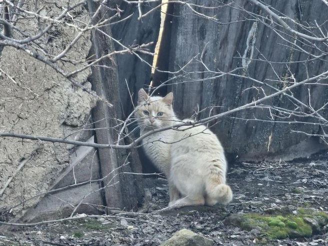 Источник: Василий Калинин