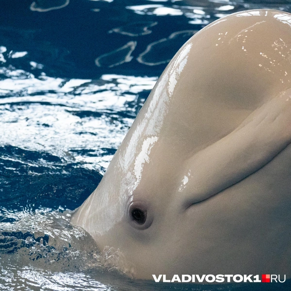 Источник: Елена Буйвол / VLADIVOSTOK1.RU