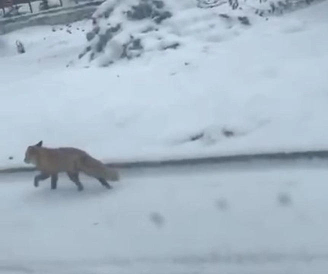 Еще одну лису заметили в Затулинском жилмассиве спустя сутки после нападения | Источник: «Затулинский Акатуйский Фламинго Новосибирск» / Telegram