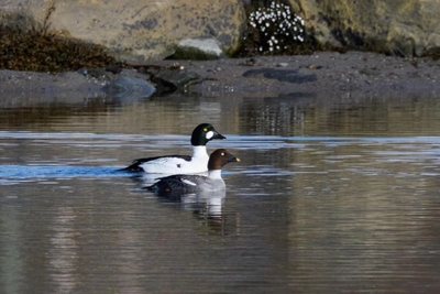 Гоголи вернулись в Заполярье досрочно