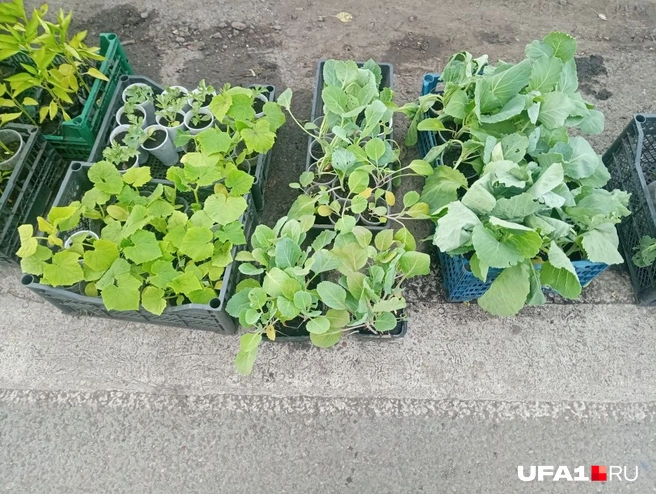 Тут всё было по 25 рублей | Источник: Марина Каримова / UFA1.RU