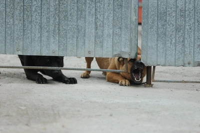 Девочка в Васильево ненадолго очнулась после нападения собак