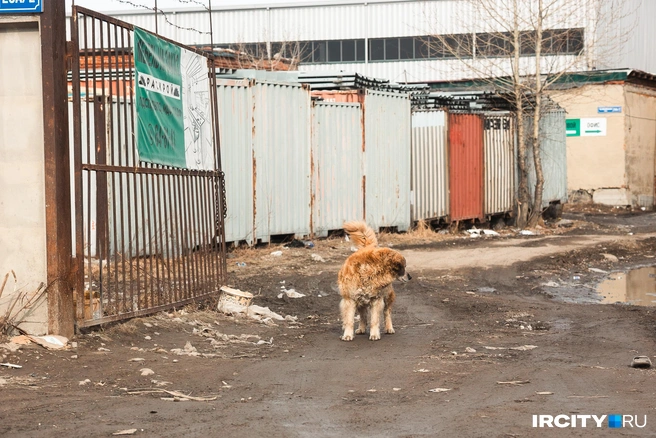 А еще здесь водятся собаки, которые кидаются прямо на машины | Источник: Даниил Конин / «ИрСити»