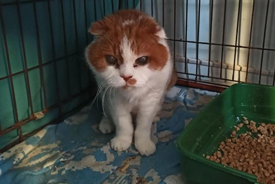 18-летний кот Ситец ищет дом в Новосибирске