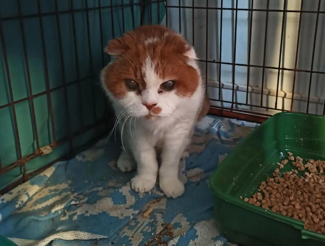 У питомца нашли единичные копии вируса иммунодефицита кошек | Источник: «Наследие Бастет» / «ВКонтакте»