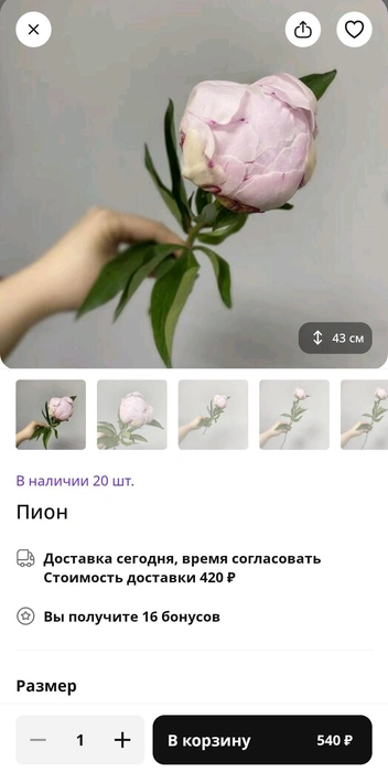 Стоимость пионов может отличаться в зависимости от сорта и магазина | Источник: flowwow.com