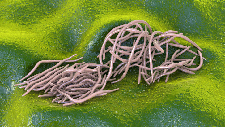 Черви-паразиты полезны для здоровья хозяев: вот от какой болезни они оберегают носителей