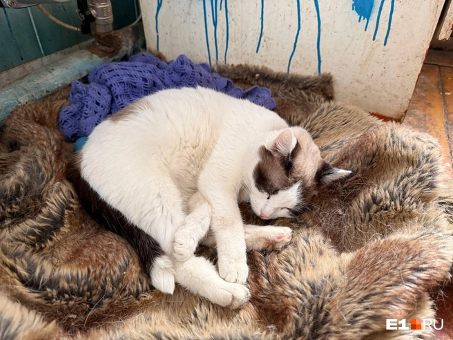 Когда мы пришли, все кошечки спали на кухне | Источник: Дарья Костомина / E1.RU
