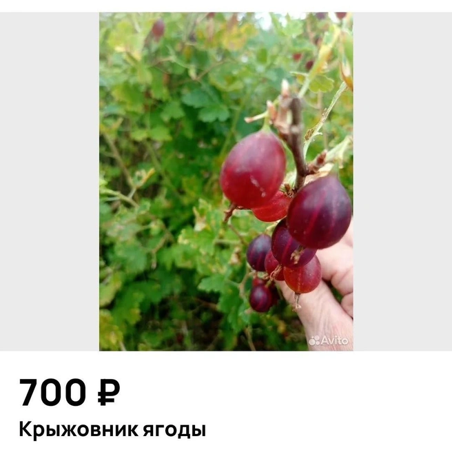 Цены на крыжовник улетели в космос | Источник: Avito.ru