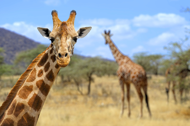 У жирафов обнаружены гены длинной шеи