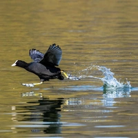 Бегущие по волнам: где и как живут птицы лысухи