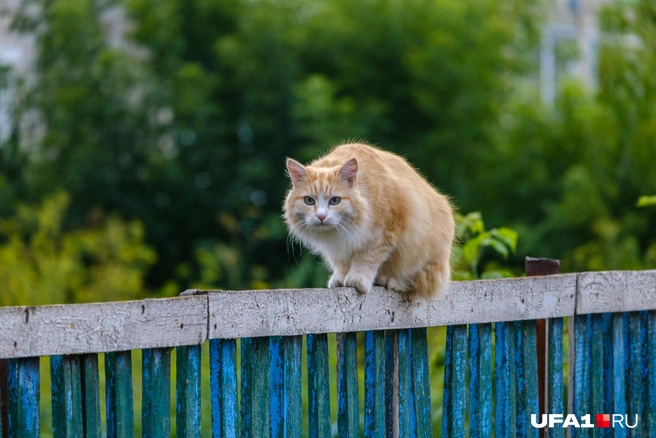 Вы кто и зачем меня снимаете? | Источник: Булат Салихов / UFA1.RU