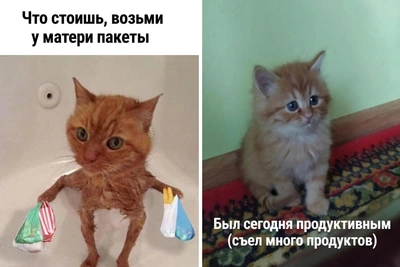 Смешные мемы с котами для поднятия настроения