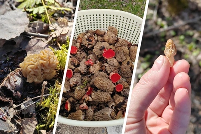 Ярославцы собирают первые весенние грибы и делятся уловом