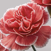 userpic__Няша