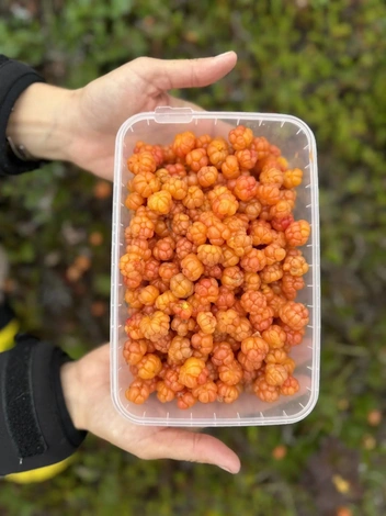 Пробовали морошку на вкус? | Источник: предоставлено Екатериной Палагиной