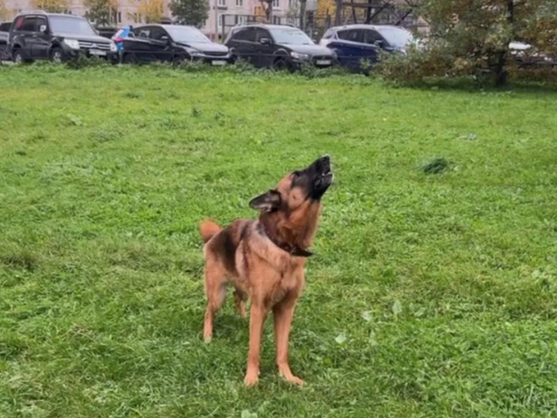 Собаки завыли на сирену в Петербурге