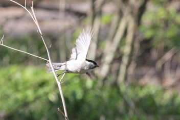  Буроголовая гаичка (пухляк) | Источник: Вера Рыженкова / Нижне-Свирский заповедник 