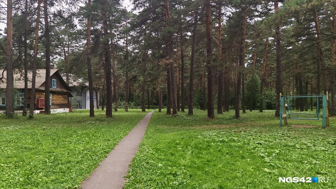 Среди старых деревьев невозможно найти ни одну сосну-подростка | Источник: Елена Гуськова / NGS42.RU