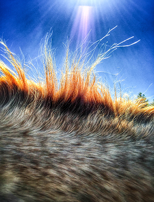 iPhone Photography Awards: победители и лучшие снимки, сделанные на телефон