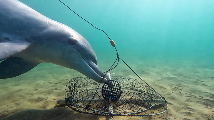 Не из-за голода: почему дельфины повадились воровать рыбу из ловушек для крабов?