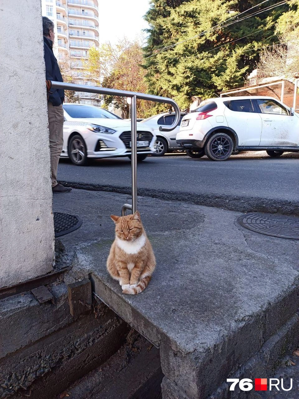 Уличные коты чувствуют себя вполне комфортно | Источник: Наталья