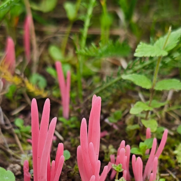Источник: Антон Кубышкин / «Грибы и Грибники СПб» 