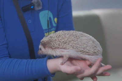 Hedgehog Snezhana Struggles to Predict Spring at Yekaterinburg Zoo