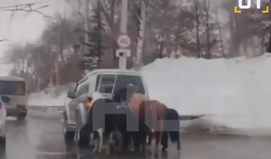 В Башкирии идут поиски водителя, который привязал лошадей к внедорожнику 