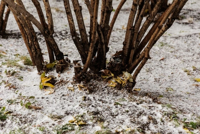 Садовод: февральские морозы не опасны для спящих деревьев