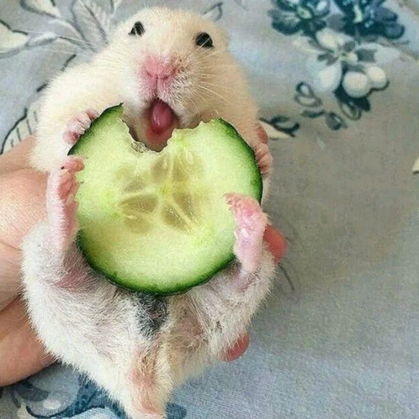 Источник: hamster