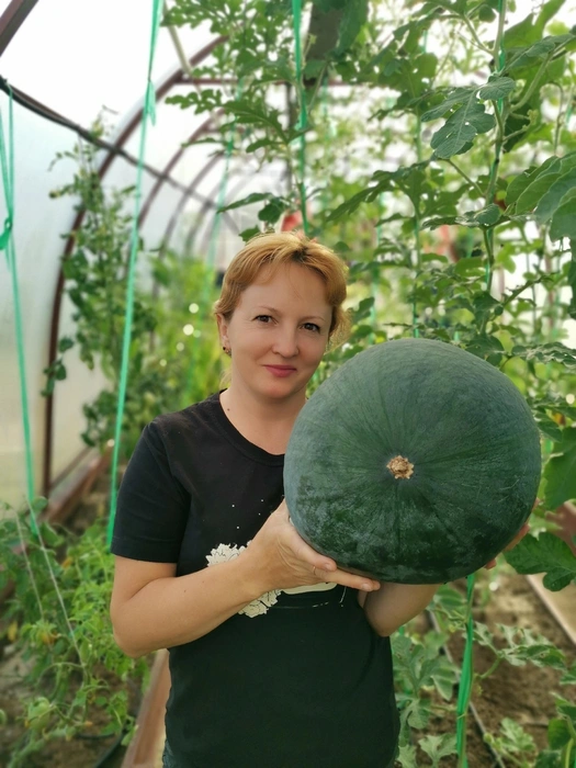 Сочные арбузы Елена выращивает уже несколько лет. Таким был урожай в 2024 году | Источник: Елена Кондрашина / Vk.com