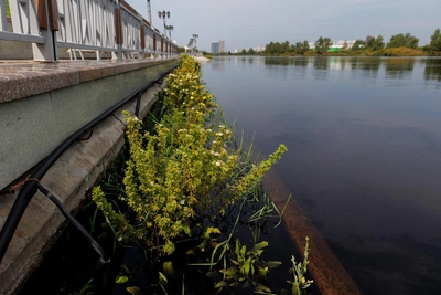 Теперь это водоросли: клумбы на набережной Тюмени ушли под воду