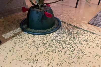 Christmas tree care: prolonging cut trees and potted conifer alternatives