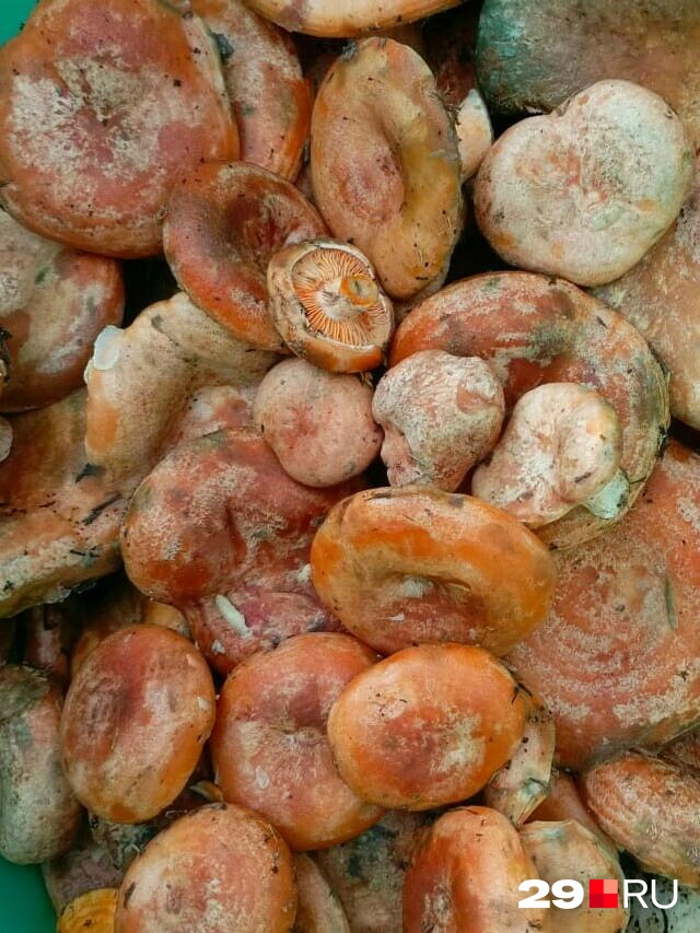 Источник: Вероника, читательница 29.RU