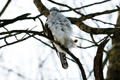 Как ястреб в Петербурге спасался от морозов