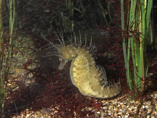 Европейский морской конёк (Hippocampus guttulatus). Ареал — северо-восток Атлантического океана. | Источник: Legion Media