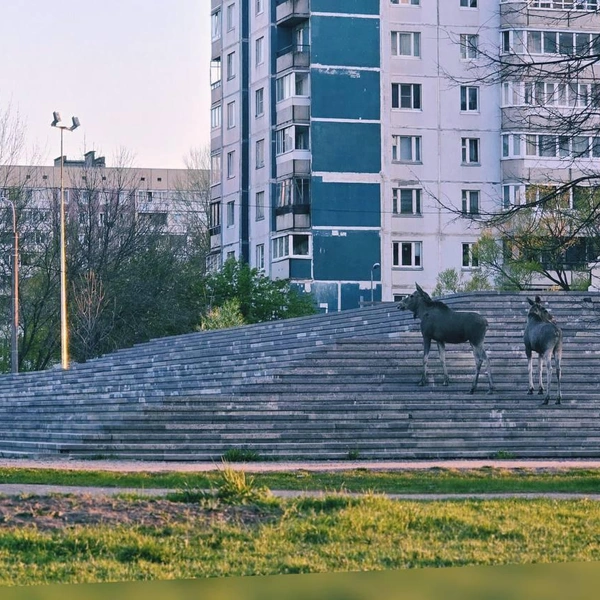 Источник: Дорожный инспектор / Телеграм